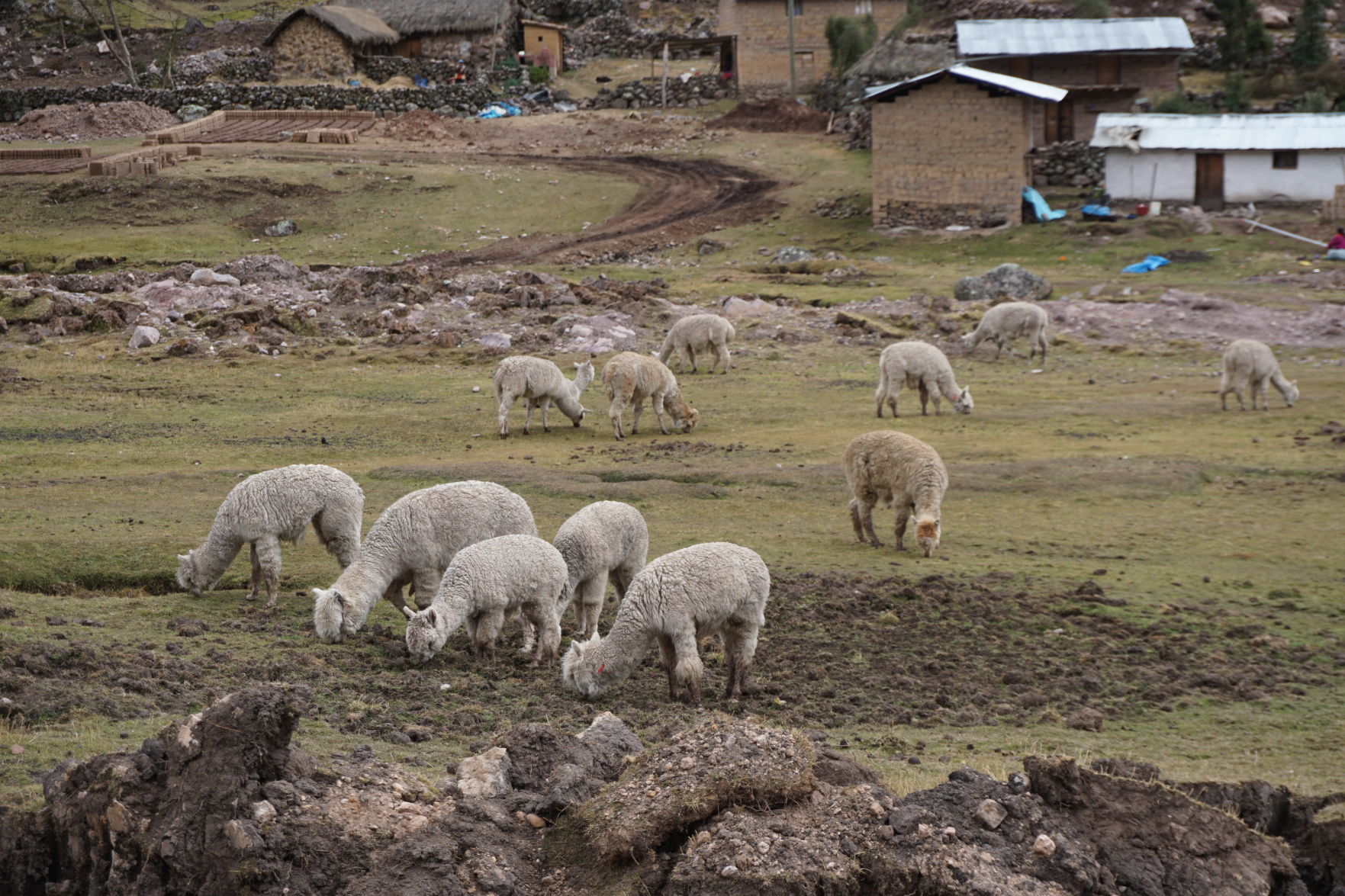 Alpacas